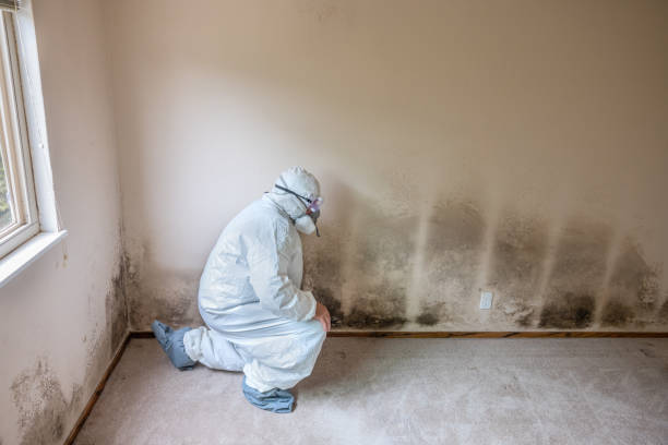 Professional Mold Removal in Union, SC